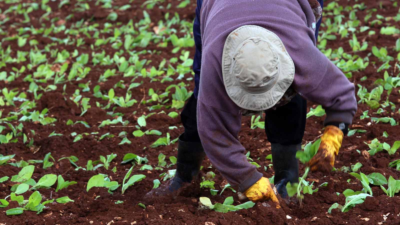 مزارعو التبغ في القرى الحدودية: هل نزرع البحر؟